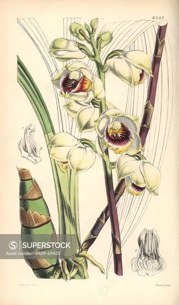 Mr. Warre's maxillaria orchid, Warrea warreana. Hand-coloured botanical illustration drawn and lithographed by Walter Hood Fitch for Sir William Jackson Hooker's "Curtis's Botanical Magazine," London, Reeve Brothers, 1846. Fitch (1817~1892) was a tireless Scottish artist who drew over 2,700 lithographs for the "Botanical Magazine" starting from 1834.