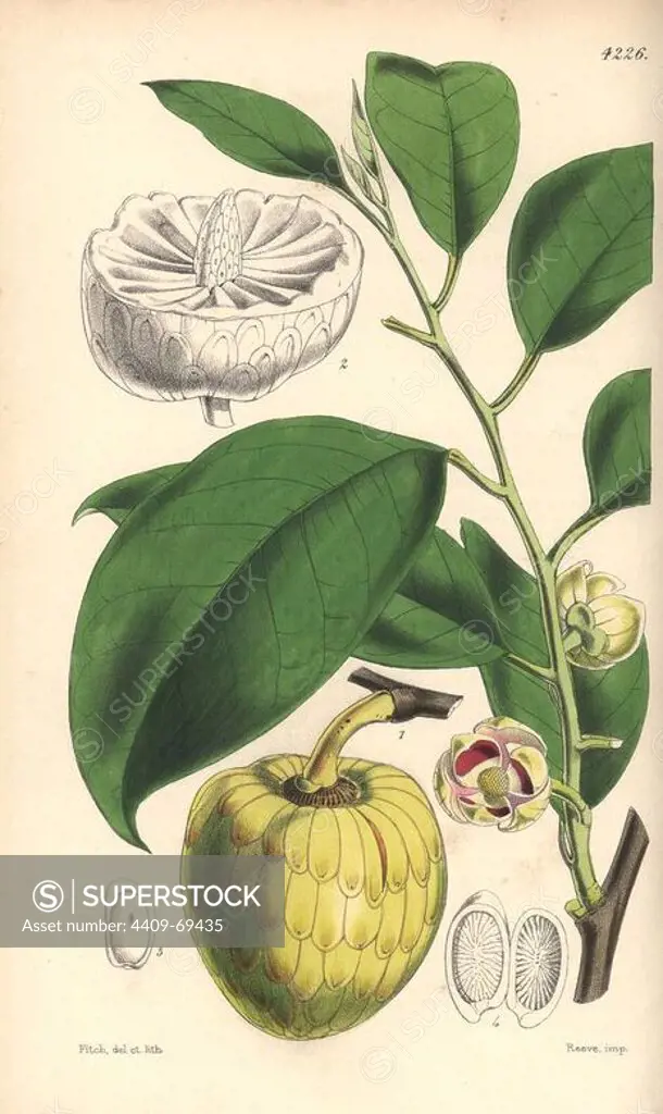 Water or alligator-apple tree, Annona palustris. Hand-coloured botanical illustration drawn and lithographed by Walter Hood Fitch for Sir William Jackson Hooker's "Curtis's Botanical Magazine," London, Reeve Brothers, 1846. Fitch (1817~1892) was a tireless Scottish artist who drew over 2,700 lithographs for the "Botanical Magazine" starting from 1834.