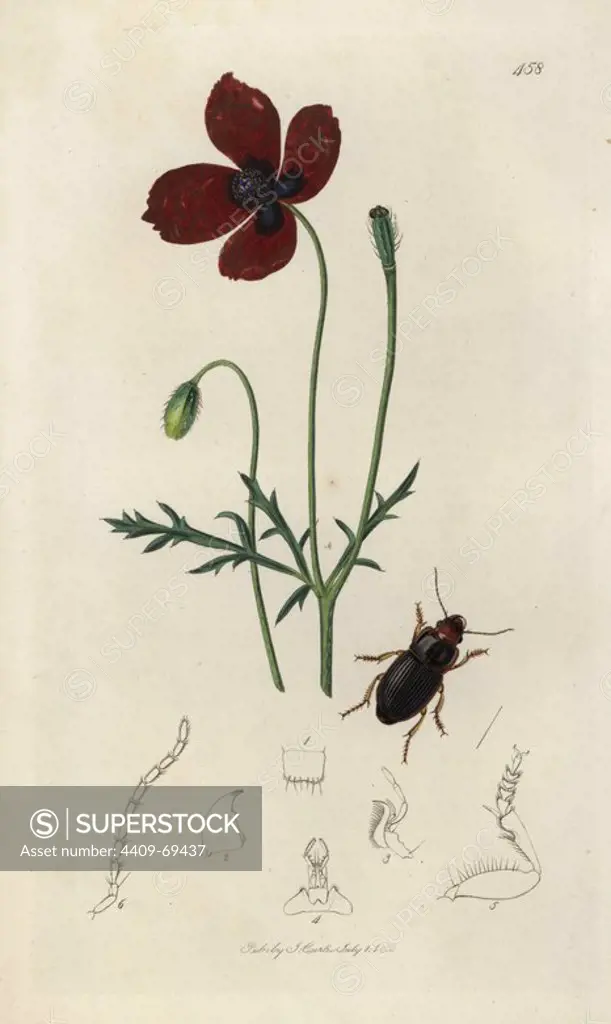 Harpalus ruficeps, Harpalus latus, Red-headed Harpalus beetle, and long rough-headed poppy, Papaver argemone. Handcoloured copperplate drawn and engraved by John Curtis for his own "British Entomology, being Illustrations and Descriptions of the Genera of Insects found in Great Britain and Ireland," London, 1834. Curtis (17911862) was an entomologist, illustrator, engraver and publisher. "British Entomology" was published from 1824 to 1839, and comprised 770 illustrations of insects and the plants upon which they are found.