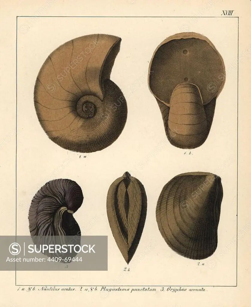 Fossils of extinct cephalopods: Nautilus aratus, Plagiostoma punctatum, Gryphaa arcuata, Handcoloured lithograph by an unknown artist from Dr. F.A. Schmidt's "Petrefactenbuch," published in Stuttgart, Germany, 1855 by Verlag von Krais & Hoffmann. Dr. Schmidt's "Book of Petrification" introduced fossils and palaeontology to both the specialist and general reader.
