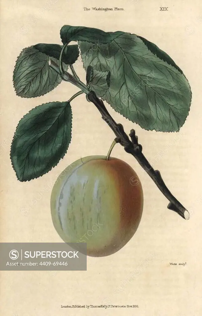 Ripe fruit and leaves of the Washington plum, Prunus species. Hand-colored illustration by Edwin Dalton Smith engraved by Watts from Charles McIntosh's "Flora and Pomona" 1829. McIntosh (1794-1864) was a Scottish gardener to European aristocracy and royalty, and author of many book on gardening. E.D. Smith was a botanical artist who drew for Robert Sweet, Benjamin Maund, etc.