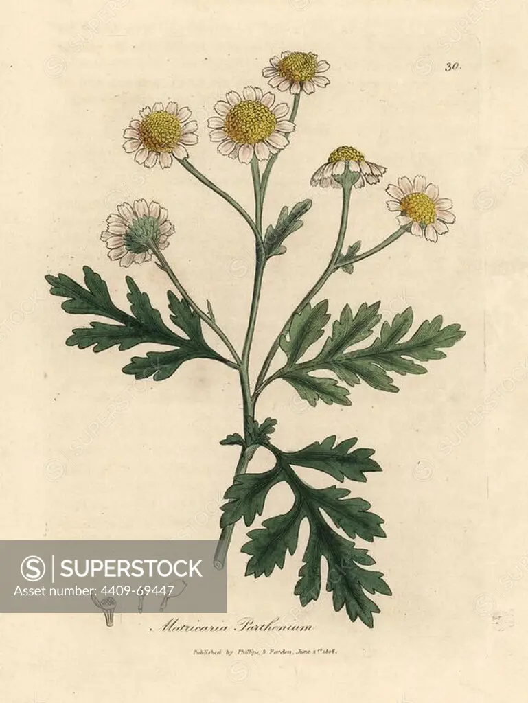 White and yellow flowered feverfew, Matricaria parthenium. Headache remedy. Handcolored copperplate engraving from a botanical illustration by James Sowerby from William Woodville and Sir William Jackson Hooker's "Medical Botany" 1832. The tireless Sowerby (1757-1822) drew over 2,500 plants for Smith's mammoth "English Botany" (1790-1814) and 440 mushrooms for "Coloured Figures of English Fungi " (1797) among many other works.