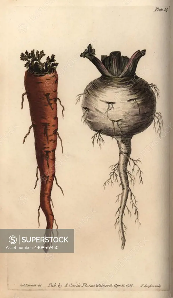 Root vegetables, carrot Daucus carota and turnip Brassica rapa. Handcoloured copperplate engraving of a botanical illustration by Sydenham Edwards for William Curtis's "Lectures on Botany, as delivered in the Botanic Garden at Lambeth," 1805. Edwards (1768-1819) was the artist of thousands of botanical plates for Curtis' "Botanical Magazine" and his own "Botanical Register.".