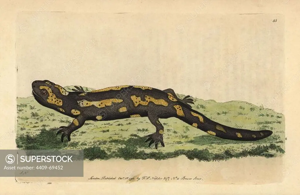 Fire Salamander . Salamandra salamandra. Named for its supposed immunity to fire.. Illustration signed SN (George Shaw and Frederick Nodder).. Handcolored copperplate engraving from George Shaw and Frederick Nodder's "The Naturalist's Miscellany" 1790.. Frederick Polydore Nodder (1751~1801) was a gifted natural history artist and engraver. Nodder honed his draftsmanship working on Captain Cook and Joseph Banks' Florilegium and engraving Sydney Parkinson's sketches of Australian plants. He was made "botanic painter to her majesty" Queen Charlotte in 1785. Nodder also drew the botanical studies in Thomas Martyn's Flora Rustica (1792) and 38 Plates (1799). Most of the 1,064 illustrations of animals, birds, insects, crustaceans, fishes, marine life and microscopic creatures for the Naturalist's Miscellany were drawn, engraved and published by Frederick Nodder's family. Frederick himself drew and engraved many of the copperplates until his death. His wife Elizabeth is credited as publisher