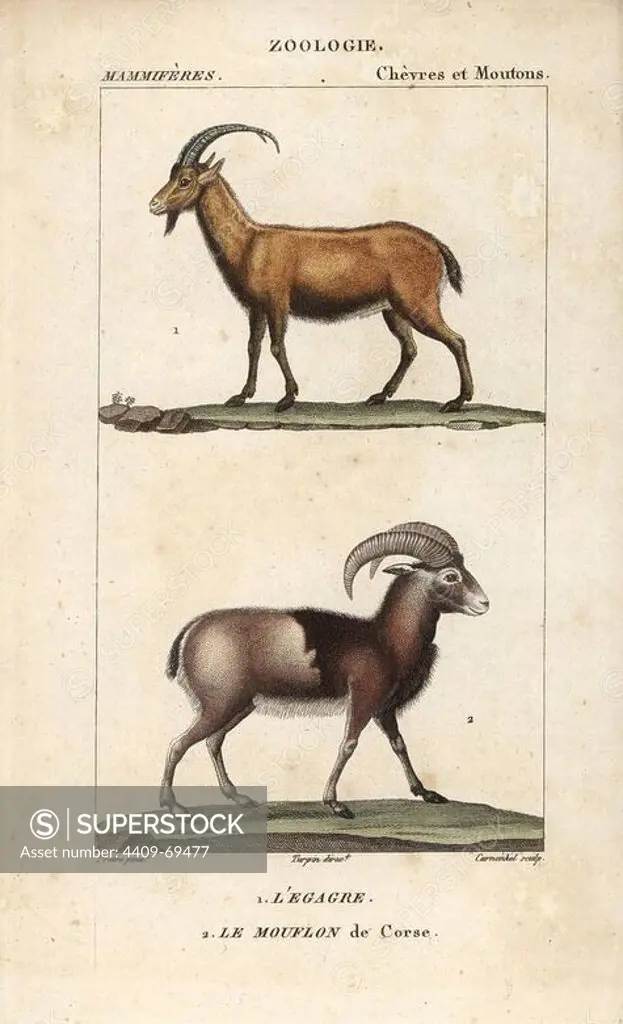 Wild goat, Capra aegagrus, and mouflon of Corsica, Ovis aries orientalis. Handcoloured copperplate stipple engraving from Frederic Cuvier's "Dictionary of Natural Science: Mammals," Paris, France, 1816. Illustration by J. G. Pretre, engraved by Carnonkel, directed by Pierre Jean-Francois Turpin, and published by F.G. Levrault. Jean Gabriel Pretre (1780~1845) was painter of natural history at Empress Josephine's zoo and later became artist to the Museum of Natural History. Turpin (1775-1840) is considered one of the greatest French botanical illustrators of the 19th century.
