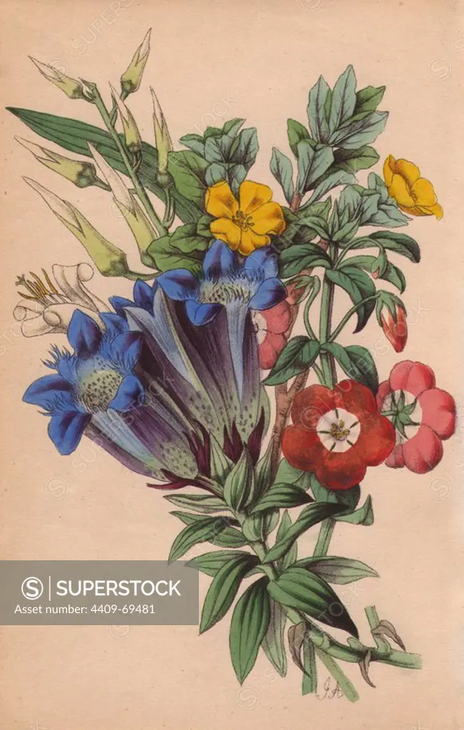 Pitcairnia, crested gentian, candollea and pimpernel. Lithograph designed and coloured by James Andrews from Robert Tyas' "Flowers from Foreign Lands," London, 1853, Houlston and Stoneman. Little is known about the artist James Andrews (1801~1876) apart from his work. This gifted artist taught flower-painting to young ladies and published a treatise Lessons in Flower Painting in 1835. Blunt calls him "an illustrator of sentimental flower books," but admits that he was "very talented." His signature JA can be found in many botanical gift books for publisher Robert Tyas from The Sentiment of Flowers (1836) to Flowers from Foreign Lands (1853). He went on to illustrate Mrs. Lee's Trees, Plants and Flowers (1854), Edward Henderson's Illustrated Bouquet (1857~1864), and Rev. Honywood Dombrain's Floral Magazine (1862~1866). He also provided the illustrations for the gardening magazine The Florist, Fruitist and Garden Miscellany, which ran from 1848 to 1857.