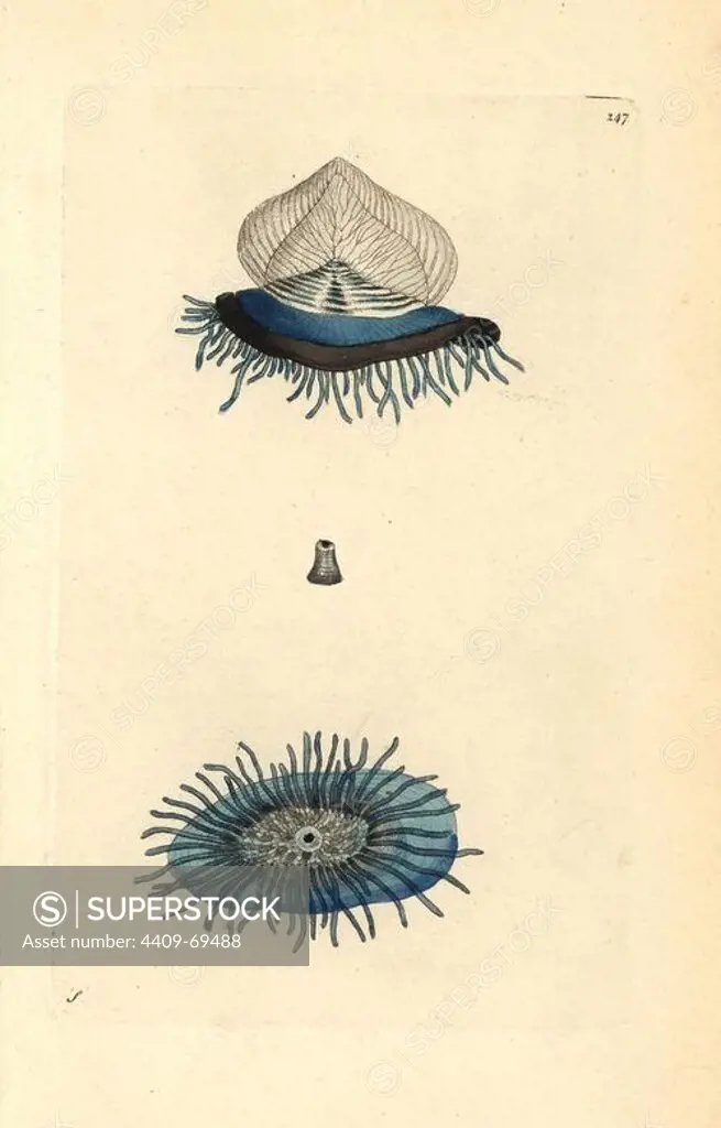 By-the-wind sailor, purple sail, little sail, Velella velella. Illustration signed S (George Shaw).. Handcolored copperplate engraving from George Shaw and Frederick Nodder's "The Naturalist's Miscellany" 1796.. Frederick Polydore Nodder (1751~1801) was a gifted natural history artist and engraver. Nodder honed his draftsmanship working on Captain Cook and Joseph Banks' Florilegium and engraving Sydney Parkinson's sketches of Australian plants. He was made "botanic painter to her majesty" Queen Charlotte in 1785. Nodder also drew the botanical studies in Thomas Martyn's Flora Rustica (1792) and 38 Plates (1799). Most of the 1,064 illustrations of animals, birds, insects, crustaceans, fishes, marine life and microscopic creatures for the Naturalist's Miscellany were drawn, engraved and published by Frederick Nodder's family. Frederick himself drew and engraved many of the copperplates until his death. His wife Elizabeth is credited as publisher on the volumes after 1801. Their son Rich