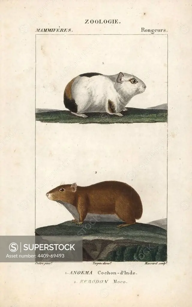 Guinea pig, Cavia porcellus, and rock cavy or moco, Kerodon rupestris. Handcoloured copperplate stipple engraving from Frederic Cuvier's "Dictionary of Natural Science: Mammals," Paris, France, 1816. Illustration by J. G. Pretre, engraved by Massard, directed by Pierre Jean-Francois Turpin, and published by F.G. Levrault. Jean Gabriel Pretre (1780~1845) was painter of natural history at Empress Josephine's zoo and later became artist to the Museum of Natural History. Turpin (1775-1840) is considered one of the greatest French botanical illustrators of the 19th century.