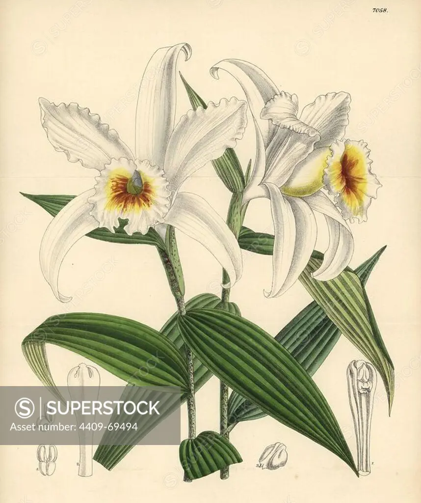 Sobralia leucoxantha, white orchid native to Costa Rica. Hand-coloured botanical illustration drawn by Matilda Smith and lithographed by J.N. Fitch from Joseph Dalton Hooker's "Curtis's Botanical Magazine," 1889, L. Reeve & Co. A second-cousin and pupil of Sir Joseph Dalton Hooker, Matilda Smith (1854-1926) was the main artist for the Botanical Magazine from 1887 until 1920 and contributed 2,300 illustrations.