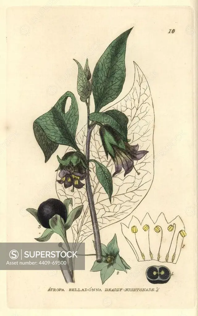 Deadly nightshade, Atropa belladonna. Handcoloured copperplate engraving from a drawing by Isaac Russell from William Baxter's "British Phaenogamous Botany" 1834. Scotsman William Baxter (1788-1871) was the curator of the Oxford Botanic Garden from 1813 to 1854.