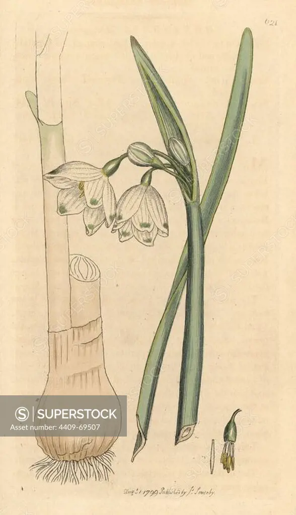 Summer snowflake, Leucojum aestivum. Handcoloured copperplate engraving from a drawing by James Sowerby for Smith's "English Botany," London, 1799. Sowerby was a tireless illustrator of natural history books and illustrated books on botany, mycology, conchology and geology.