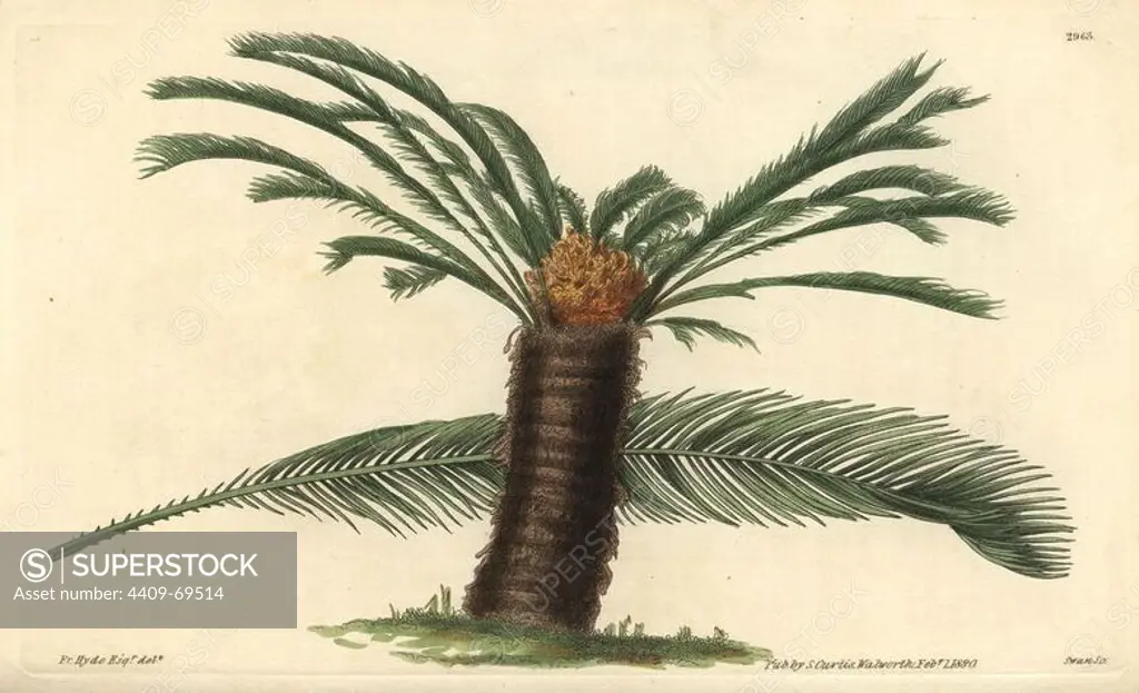 Sago cycas or narrow-leaved cycas, Cycas revoluta. Illustration by Fr. Hyde Esq., engraved by Swan. Handcolored copperplate engraving from William Curtis's "The Botanical Magazine," Samuel Curtis, 1830. Hooker (1785-1865) was an English botanist, writer and artist. He was Regius Professor of Botany at Glasgow University, and editor of Curtis' "Botanical Magazine" from 1827 to 1865. In 1841, he was appointed director of the Royal Botanic Gardens at Kew, and was succeeded by his son Joseph Dalton. Hooker documented the fern and orchid crazes that shook England in the mid-19th century in books such as "Species Filicum" (1846) and "A Century of Orchidaceous Plants" (1849). A gifted botanical artist himself, he wrote and illustrated "Flora Exotica" (1823) and several volumes of the "Botanical Magazine" after 1827.