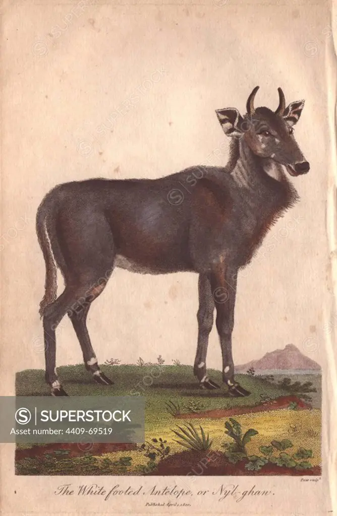 Nilgai (nylghan) or white footed antelope (Boselaphus tragocamelus). Hand-colored copperplate engraving from Ebenezer Sibly's "Universal System of Natural History" 1794. The prolific Sibly published his Universal System of Natural History in 1794~1796 in five volumes covering the three natural worlds of fauna, flora and geology. The series included illustrations of mythical beasts such as the sukotyro and the mermaid, and depicted sloths sitting on the ground (instead of hanging from trees) and a domesticated female orang utan wearing a bandana. The engravings were by J. Pass, J. Chapman and Barlow copied from original drawings by famous natural history artists George Edwards, Albertus Seba, Maria Sybilla Merian, and Johann Ihle.