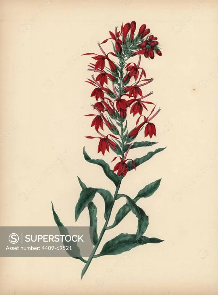 Cardinal flower with crimson flowers. Lobelia cardinalis. Illustration by Clarissa Badger, nee Munger, from "Wild Flowers, Drawn and Colored from Nature," New York, 1859. Clarissa Munger (1806-1889) was born into an artistic family in East Guilford, Connecticut. Her father George was an engraver and miniaturist, and her sister Caroline painted portraits. Clarissa married the Rev. Milton Badger in 1828, and in 1848 published "Forget Me Not" with original watercolors, believed to be the prototype "Wild Flowers" (1859) with 22 lithographs and "Floral Belles" (1867) with 16 plates.
