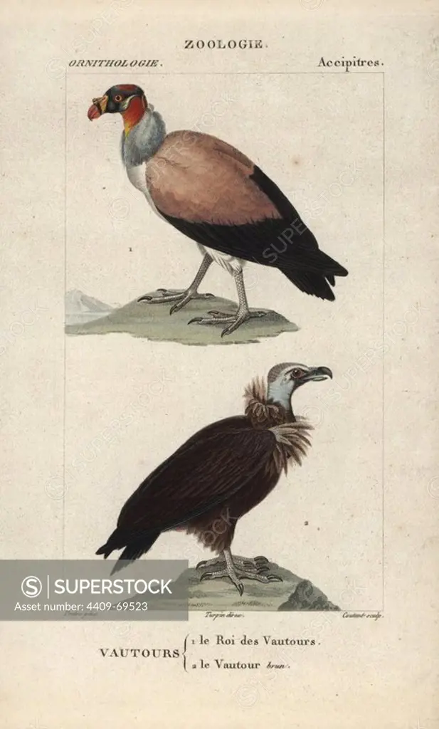 King vulture, Sarcoramphus papa, and cinereous vulture, Aegypius monachus. Handcoloured copperplate stipple engraving from Dumont de Sainte-Croix's "Dictionary of Natural Science: Ornithology," Paris, France, 1816-1830. Illustration by J. G. Pretre, engraved by Coutant, directed by Pierre Jean-Francois Turpin, and published by F.G. Levrault. Jean Gabriel Pretre (1780~1845) was painter of natural history at Empress Josephine's zoo and later became artist to the Museum of Natural History. Turpin (1775-1840) is considered one of the greatest French botanical illustrators of the 19th century.