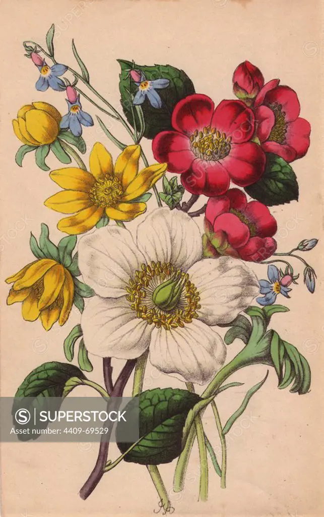 Christmas rose, Japan quince, winter aconite and lobelia. Lithograph designed and coloured by James Andrews from Robert Tyas' "Flowers from Foreign Lands," London, 1853, Houlston and Stoneman. Little is known about the artist James Andrews (1801~1876) apart from his work. This gifted artist taught flower-painting to young ladies and published a treatise Lessons in Flower Painting in 1835. Blunt calls him "an illustrator of sentimental flower books," but admits that he was "very talented." His signature JA can be found in many botanical gift books for publisher Robert Tyas from The Sentiment of Flowers (1836) to Flowers from Foreign Lands (1853). He went on to illustrate Mrs. Lee's Trees, Plants and Flowers (1854), Edward Henderson's Illustrated Bouquet (1857~1864), and Rev. Honywood Dombrain's Floral Magazine (1862~1866). He also provided the illustrations for the gardening magazine The Florist, Fruitist and Garden Miscellany, which ran from 1848 to 1857.