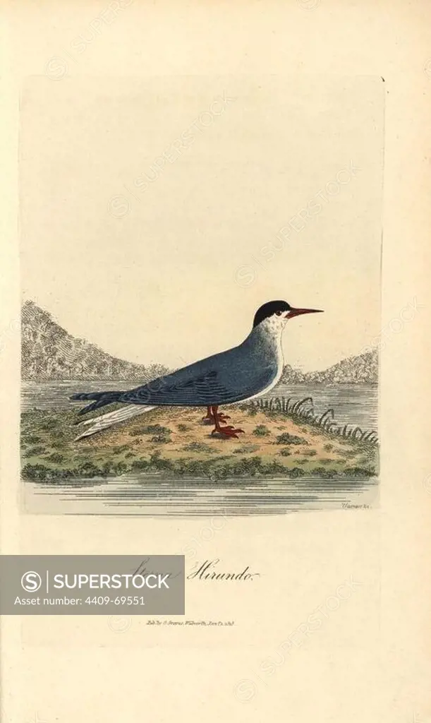Common tern, Sterna hirundo. Handcoloured copperplate drawn by George Graves and engraved by Warner from Graves' "British Ornithology," Walworth, 1812. Graves was a bookseller, publisher, artist, engraver and colorist and worked on botanical and ornithological books.