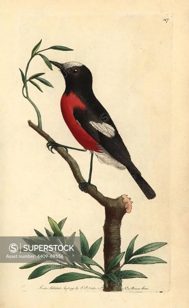 Norfolk Island robin, Pacific robin, Petroica multicolor. Illustration signed N (Frederick Nodder). Handcolored copperplate engraving from George Shaw and Frederick Nodder's "The Naturalist's Miscellany" 1793.. Frederick Polydore Nodder (1751~1801) was a gifted natural history artist and engraver. Nodder honed his draftsmanship working on Captain Cook and Joseph Banks' Florilegium and engraving Sydney Parkinson's sketches of Australian plants. He was made "botanic painter to her majesty" Queen Charlotte in 1785. Nodder also drew the botanical studies in Thomas Martyn's Flora Rustica (1792) and 38 Plates (1799). Most of the 1,064 illustrations of animals, birds, insects, crustaceans, fishes, marine life and microscopic creatures for the Naturalist's Miscellany were drawn, engraved and published by Frederick Nodder's family. Frederick himself drew and engraved many of the copperplates until his death. His wife Elizabeth is credited as publisher on the volumes after 1801. Their son Richa