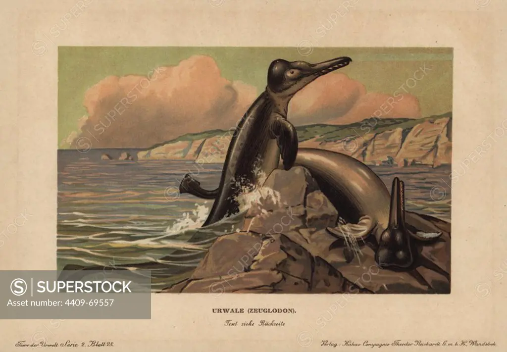 Basilosaurus (Zeuglodon), extinct genus of cetacean from the Eocene. Colour printed (chromolithograph) illustration by F. John from "Tiere der Urwelt" Animals of the Prehistoric World, 1910, Hamburg. From a series of prehistoric creature cards published by the Reichardt Cocoa company.