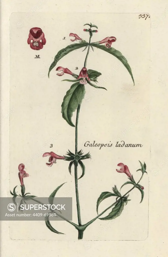 Red hempnettle, Galeopsis ladanum. Handcoloured botanical drawn and engraved by Pierre Bulliard from his own "Flora Parisiensis," 1776, Paris, P. F. Didot. Pierre Bulliard (1752-1793) was a famous French botanist who pioneered the three-colour-plate printing technique. His introduction to the flowers of Paris included 640 plants.