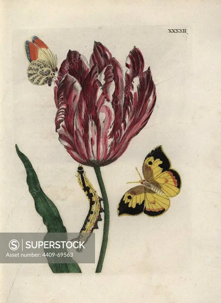 Tulip, Konige Lodewijk (King Ludwig), Tulipa gesneriana, with butterflies and caterpillar. Handcoloured copperplate botanical engraving from "Nederlandsch Bloemwerk" (Dutch Flower Arrangements), Amsterdam, J.B. Elwe, 1794. The artist of the fine plates is a mystery: the title bouquet has the signature of Paul Theodor van Brussel (1754-1795), the Dutch flower painter, and one auricula is "drawn from life" by A. Bres. According to Hunt, 30 plates show the influence of the famous French artist Nicolas Robert (1614-1685).