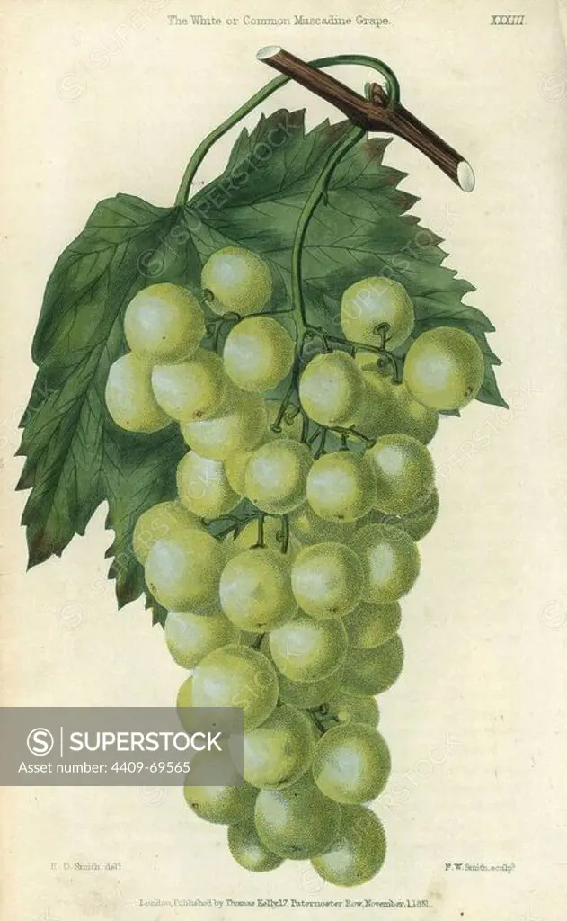 Green grapes, vine and leaf of the White or Common Muscadine Grape, Vitis rotundifolia. Hand-colored illustration by Edwin Dalton Smith engraved by F.W. Smith from Charles McIntosh's "Flora and Pomona" 1829. McIntosh (1794-1864) was a Scottish gardener to European aristocracy and royalty, and author of many book on gardening. E.D. Smith was a botanical artist who drew for Robert Sweet, Benjamin Maund, etc.