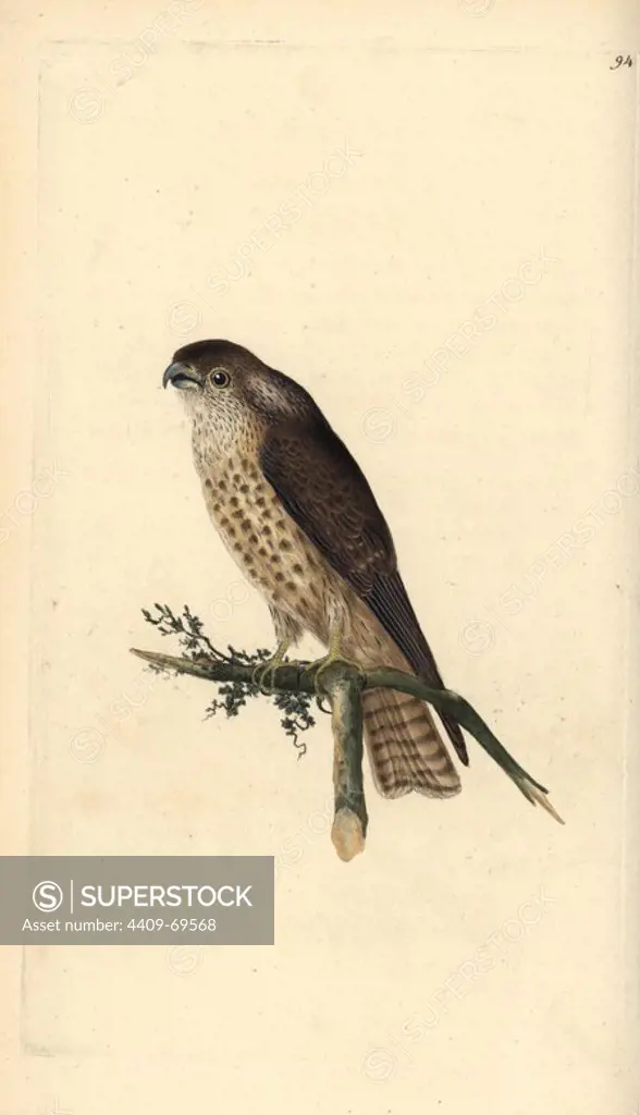 Merlin, Falco columbarius. Handcoloured copperplate drawn and engraved by Edward Donovan from his own "Natural History of British Birds," London, 1794-1819. Edward Donovan (1768-1837) was an Anglo-Irish amateur zoologist, writer, artist and engraver. He wrote and illustrated a series of volumes on birds, fish, shells and insects, opened his own museum of natural history in London, but later he fell on hard times and died penniless.