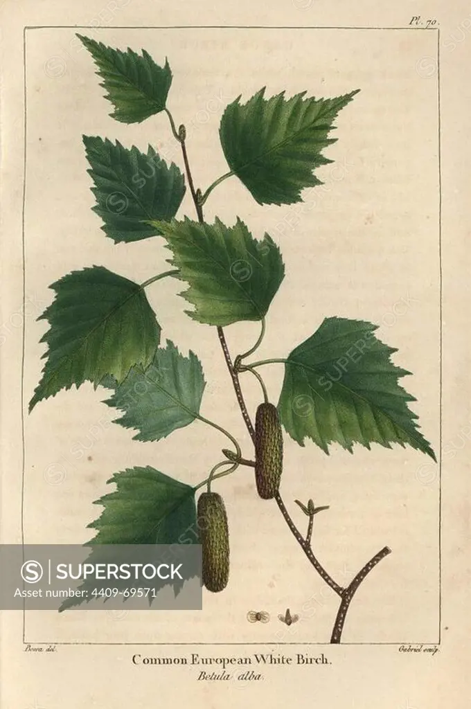 Leaves, fertile aments and seed of the common European white birch tree, Betula alba. Handcolored stipple engraving from a botanical illustration by Pancrace Bessa, engraved on copper by Gabriel, from Francois Andre Michaux's "North American Sylva," Philadelphia, 1857. French botanist Michaux (1770-1855) explored America and Canada in 1785 cataloging its native trees.