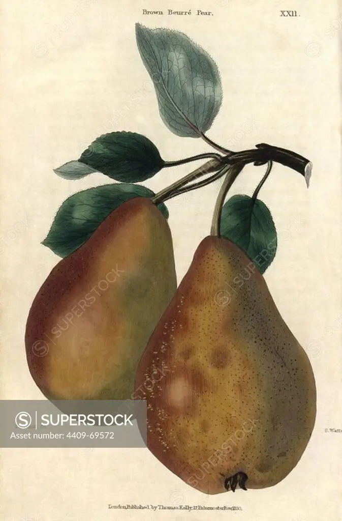 Ripe fruit and leaves of Brown Beurre Pear, Pyrus communis. Hand-colored illustration by Edwin Dalton Smith engraved by Watts from Charles McIntosh's "Flora and Pomona" 1829. McIntosh (1794-1864) was a Scottish gardener to European aristocracy and royalty, and author of many book on gardening. E.D. Smith was a botanical artist who drew for Robert Sweet, Benjamin Maund, etc.