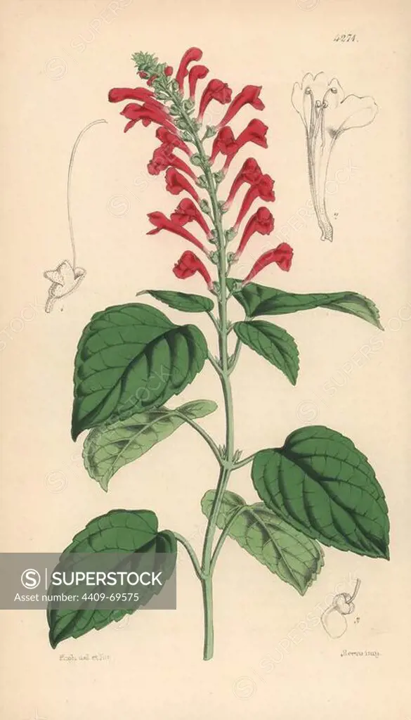 Ventenat's skull-cap, Scutellaria ventenatii. Hand-coloured botanical illustration drawn and lithographed by Walter Hood Fitch for Sir William Jackson Hooker's "Curtis's Botanical Magazine," London, Reeve Brothers, 1846. Fitch (1817~1892) was a tireless Scottish artist who drew over 2,700 lithographs for the "Botanical Magazine" starting from 1834.