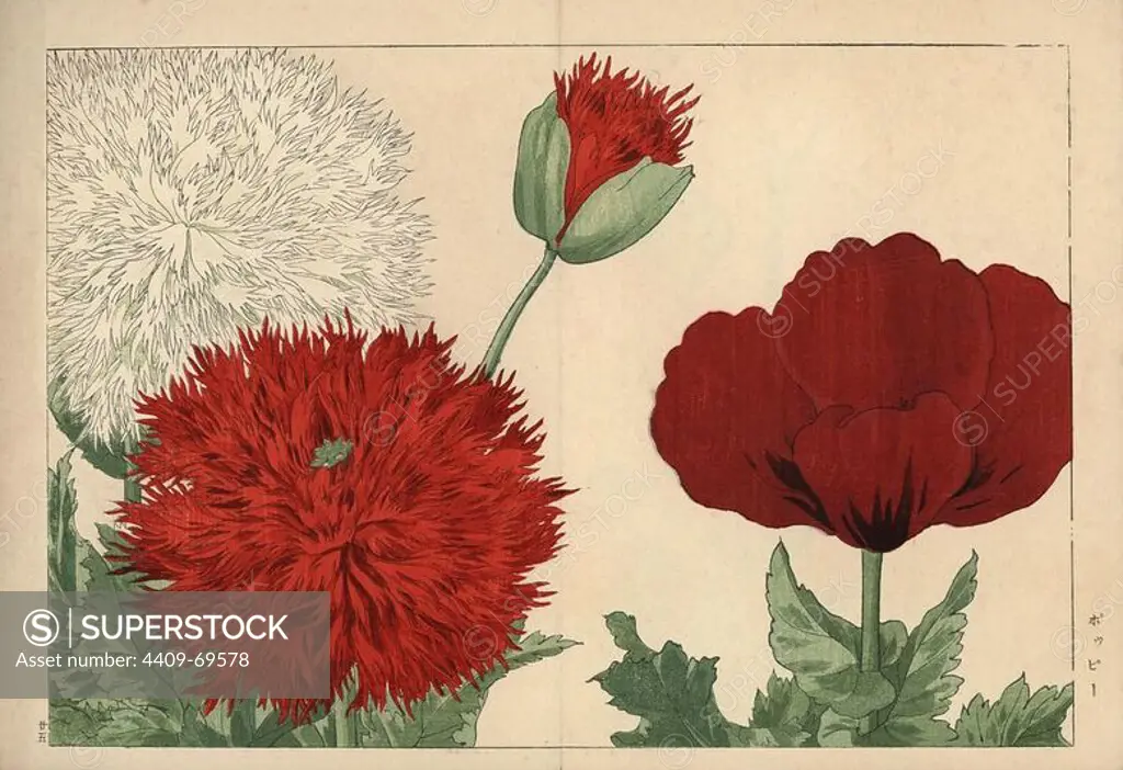 Poppy varieties, Papaver species. Handcoloured woodblock print from Konan Tanigami's "Seiyou Sokazufu" (Pictorial Album of Western Plants and Flowers: Spring), Unsodo, Kyoto, 1917. Tanigami (1879-1928) depicted 125 varieties of garden plants through the four seasons.