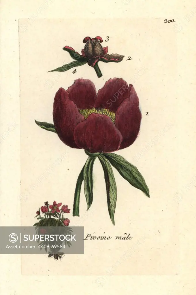 Common peony, Paeonia officinalis. Handcoloured botanical drawn and engraved by Pierre Bulliard from his own "Flora Parisiensis," 1776, Paris, P. F. Didot. Pierre Bulliard (1752-1793) was a famous French botanist who pioneered the three-colour-plate printing technique. His introduction to the flowers of Paris included 640 plants.