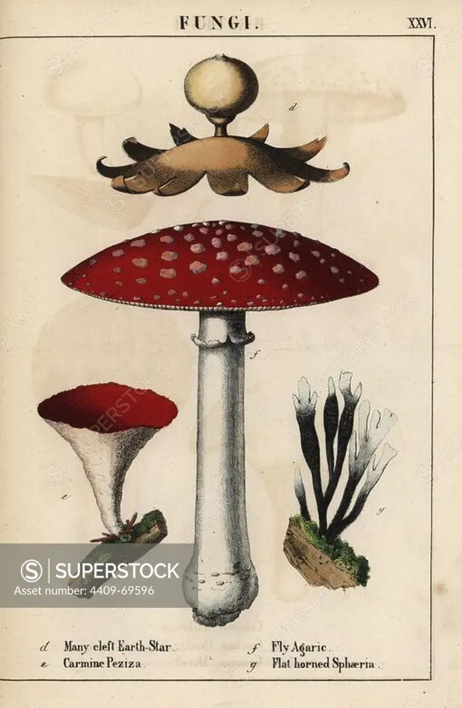 Many-cleft earthstar Geastrum, carmine Peziza, fly agaric Amanita muscaria, and flat-horned sphaeria mushrooms.. Chromolithograph from "The Instructive Picturebook, or Lessons from the Vegetable World," Charlotte Mary Yonge, Edinburgh, 1858.