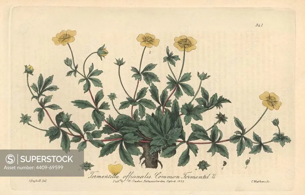 Common tormentil, Tormentilla officinalis. Handcoloured copperplate engraved by Charles Mathews from a drawing by Isaac Russell from William Baxter's "British Phaenogamous Botany," Oxford, 1839. Scotsman William Baxter (1788-1871) was the curator of the Oxford Botanic Garden from 1813 to 1854.