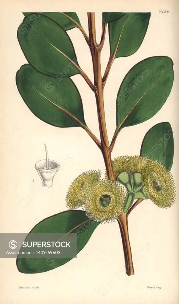 Bell-fruited mallee or Dr. Preiss' eucalyptus, Eucalyptus preissiana. Hand-coloured botanical illustration drawn and lithographed by Walter Hood Fitch for Sir William Jackson Hooker's "Curtis's Botanical Magazine," London, Reeve Brothers, 1846. Fitch (1817~1892) was a tireless Scottish artist who drew over 2,700 lithographs for the "Botanical Magazine" starting from 1834.