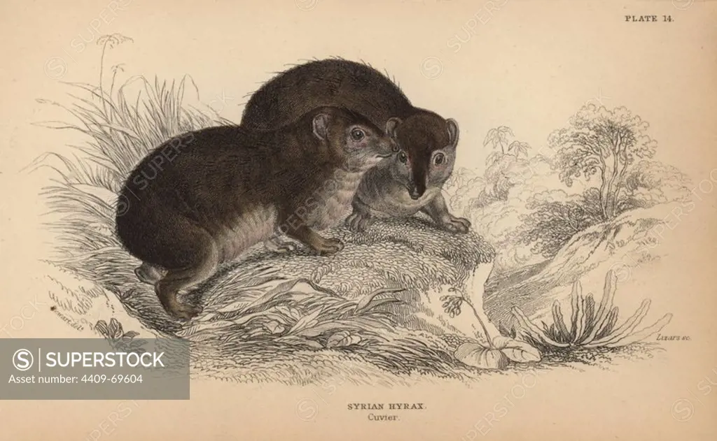 Syrian hyrax, Procavia capensis (Procavia syriaca). Handcoloured engraving on steel by William Lizars from a drawing by James Stewart from Sir William Jardine's "Naturalist's Library: Mammalia, Pachydermes or Thick-Skinned Quadrupeds" published by W. H. Lizars, Edinburgh, 1836.