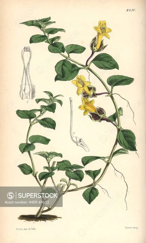 Creeping alloplectus, Alloplectus repens. Hand-coloured botanical illustration drawn and lithographed by Walter Hood Fitch for Sir William Jackson Hooker's "Curtis's Botanical Magazine," London, Reeve Brothers, 1846. Fitch (1817~1892) was a tireless Scottish artist who drew over 2,700 lithographs for the "Botanical Magazine" starting from 1834.