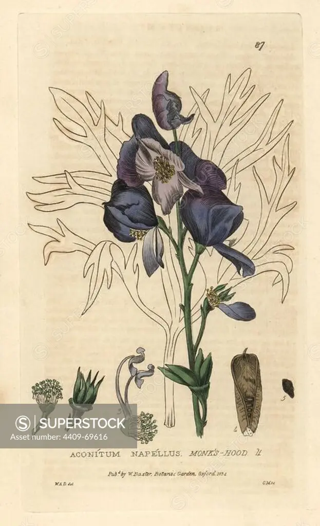 Monkshood, Aconitum napellus. Handcoloured copperplate engraving by Charles Mathews of a drawing by William A. Delamotte from William Baxter's "British Phaenogamous Botany" 1834. Scotsman William Baxter (1788-1871) was the curator of the Oxford Botanic Garden from 1813 to 1854.