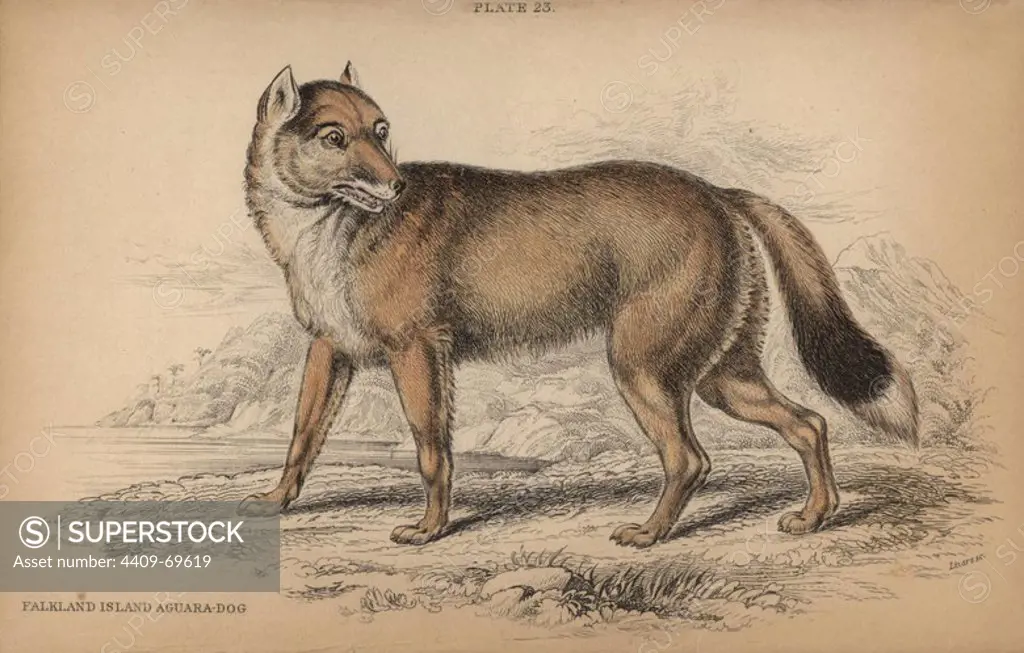 Falkland Island Aguara-dog, Dusicyon australis. Extinct around 1870. Handcoloured engraving on steel by William Lizars from a drawing by Colonel Charles Hamilton Smith from Sir William Jardine's "Naturalist's Library: Dogs" published by W. H. Lizars, Edinburgh, 1839.