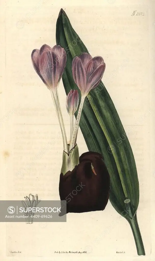 Crocus-flowered meadow-saffron. Colchicum crociflorum. Illustration by C. Curtis (Samuel's daughter), engraved by Weddell. Handcolored copperplate engraving from Samuel Curtis's "The Curtis Botanical Magazine" 1826.. Samuel Curtis, cousin and son-in-law to William Curtis, took over the Botanical Magazine in 1826. Samuel re-named it "The Curtis Botanical Magazine" and enlisted the help of William Jackson Hooker, Professor of Botany at Glasgow University. Samuel Curtis' daughters drew the illustrations for the magazine.