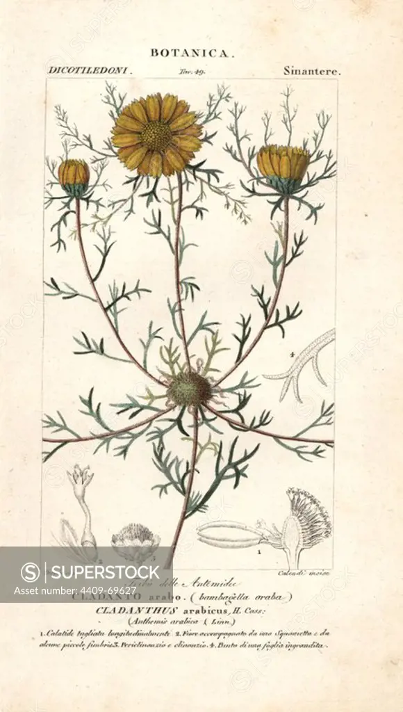 Palm Springs daisy, Cladanthus arabicus. Handcoloured copperplate stipple engraving from Jussieu's "Dictionary of Natural Science," Florence, Italy, 1837. Illustration by Pierre Jean-Francois Turpin, engraved by Calendi, and published by Batelli e Figli. Turpin (1775-1840) is considered one of the greatest French botanical illustrators of the 19th century.