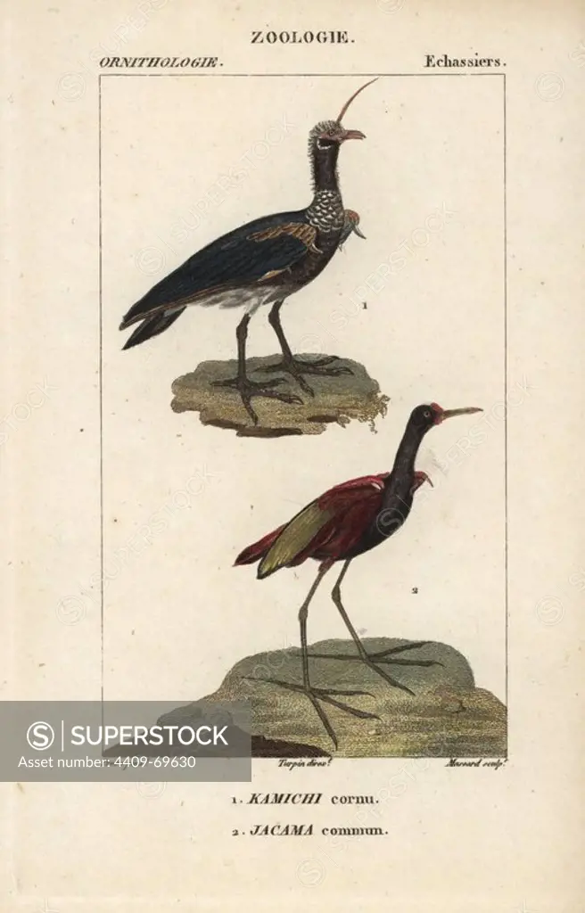 Horned screamer, Anhima cornuta, and wattled jacana, Jacana jacana. Handcoloured copperplate stipple engraving from Dumont de Sainte-Croix's "Dictionary of Natural Science: Ornithology," Paris, France, 1816-1830. Illustration by J. G. Pretre, engraved by Massard, directed by Pierre Jean-Francois Turpin, and published by F.G. Levrault. Jean Gabriel Pretre (1780~1845) was painter of natural history at Empress Josephine's zoo and later became artist to the Museum of Natural History. Turpin (1775-1840) is considered one of the greatest French botanical illustrators of the 19th century.