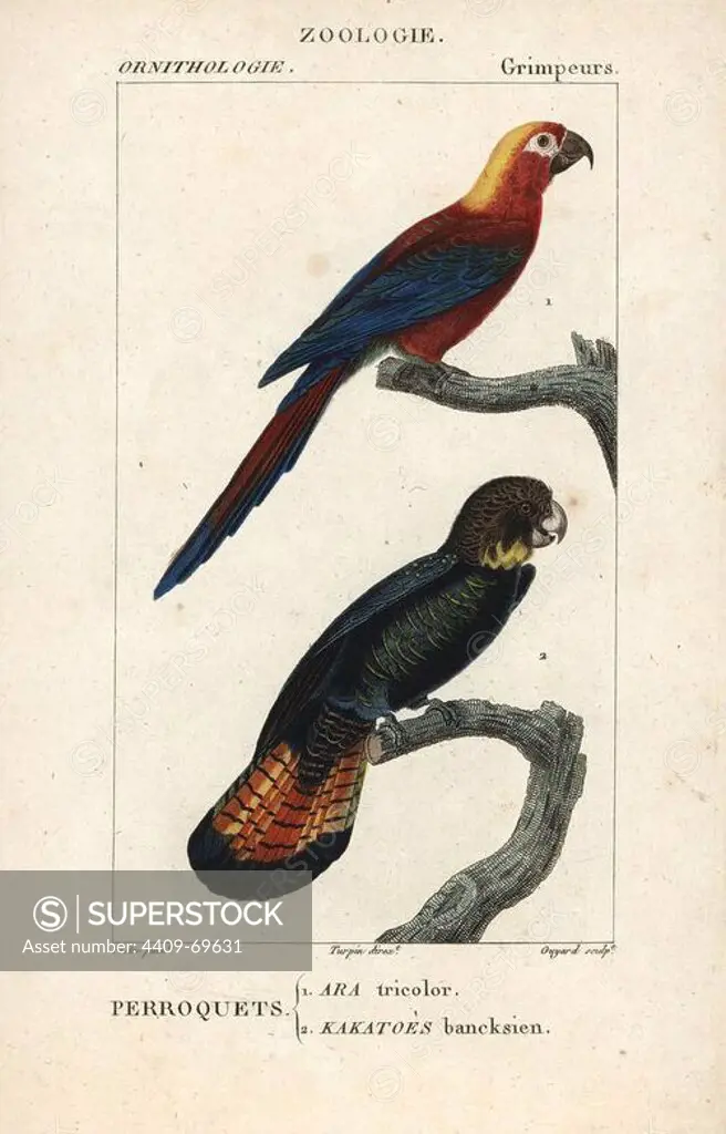 Cuban red macaw, Ara tricolor (extinct), and red-tailed black cockatoo, Calyptorhynchus banksii. Handcoloured copperplate stipple engraving from Dumont de Sainte-Croix's "Dictionary of Natural Science: Ornithology," Paris, France, 1816-1830. Illustration by J. G. Pretre, engraved by Guyard, directed by Pierre Jean-Francois Turpin, and published by F.G. Levrault. Jean Gabriel Pretre (1780~1845) was painter of natural history at Empress Josephine's zoo and later became artist to the Museum of Natural History. Turpin (1775-1840) is considered one of the greatest French botanical illustrators of the 19th century.