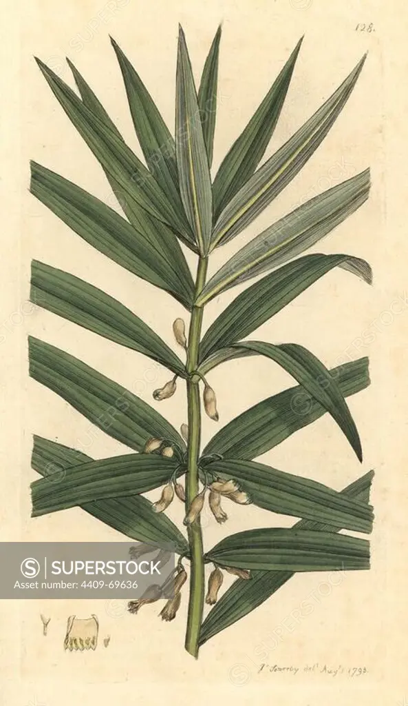 Narrow-leaved Solomon's seal, Polygonatum verticillatum. Handcoloured copperplate engraving from a drawing by James Sowerby for Smith's "English Botany," London, 1793. Sowerby was a tireless illustrator of natural history books and illustrated books on botany, mycology, conchology and geology.