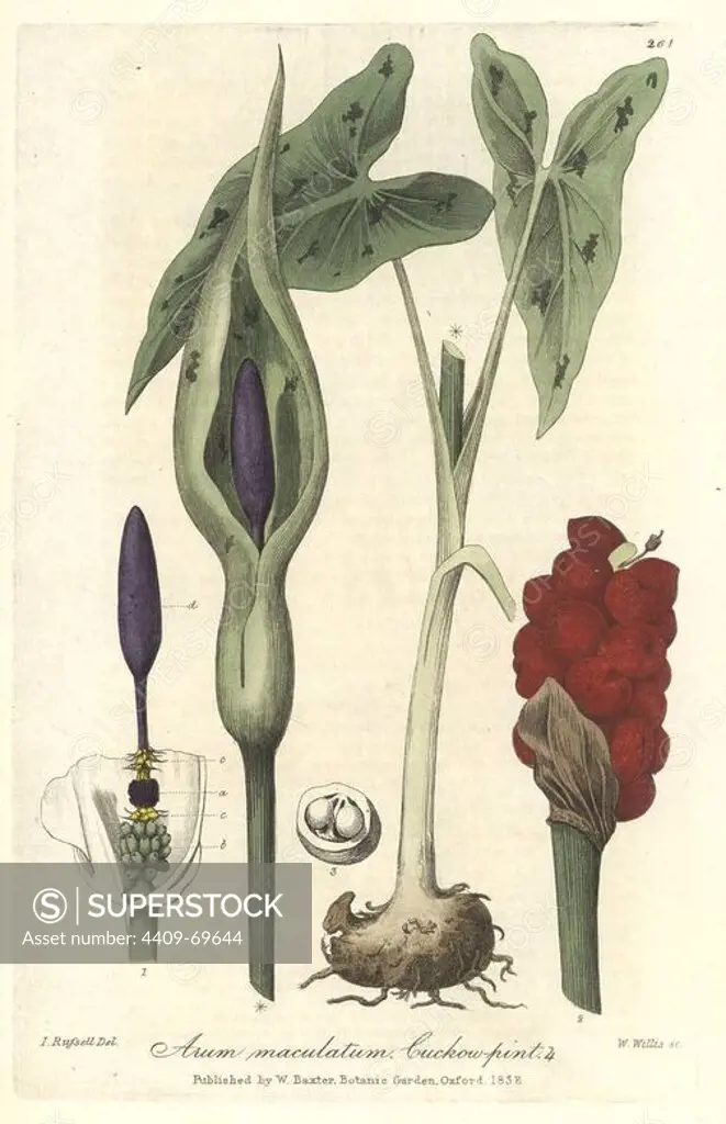 Cuckow-pint, Arum maculatum. Handcoloured copperplate drawn by Isaac Russell and engraved by W. Willis from William Baxter's "British Phaenogamous Botany," Oxford, 1838. Scotsman William Baxter (1788-1871) was the curator of the Oxford Botanic Garden from 1813 to 1854.