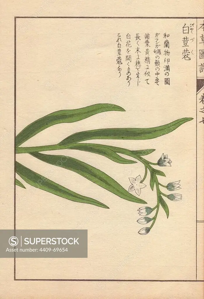 White flowers and leaves of cardamom, Elettaria cardamomum Maton. (Byakuzuku). Colour-printed woodblock engraving by Kan'en Iwasaki from "Honzo Zufu," an Illustrated Guide to Medicinal Plants, 1884. Iwasaki (1786-1842) was a Japanese botanist, entomologist and zoologist. He was one of the first Japanese botanists to incorporate western knowledge into his studies.