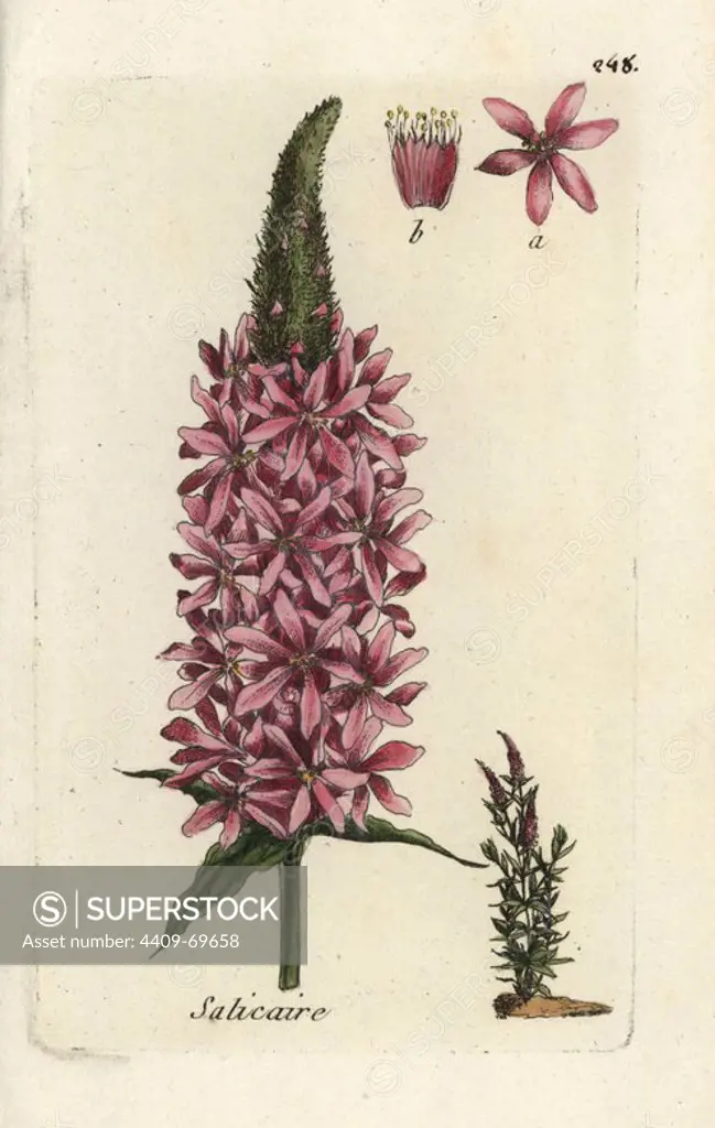 Purple loosestrife, Lythrum salicaria. Handcoloured botanical drawn and engraved by Pierre Bulliard from his own "Flora Parisiensis," 1776, Paris, P. F. Didot. Pierre Bulliard (1752-1793) was a famous French botanist who pioneered the three-colour-plate printing technique. His introduction to the flowers of Paris included 640 plants.