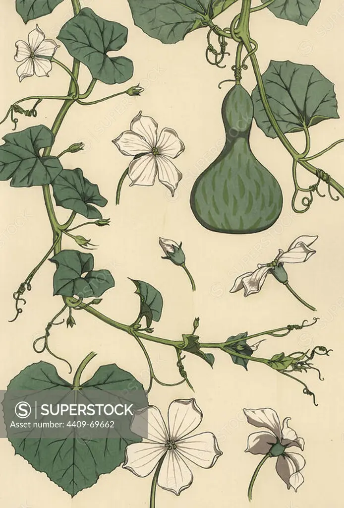 Botanical illustration of the gourd. Lithograph by Verneuil with pochoir (stencil) handcoloring from Eugene Grasset's Plants and their Application to Ornament, Paris, 1897. Grasset (1841-1917) was a Swiss artist whose innovative designs inspired the art nouveau movement at the end of the 19th century.