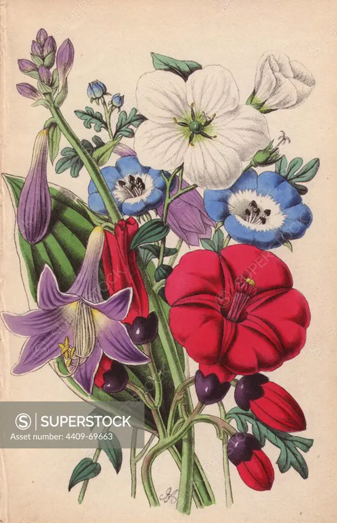 Ipomoea, nemophila, flax and funkia. Lithograph designed and coloured by James Andrews from Robert Tyas' "Flowers from Foreign Lands," London, 1853, Houlston and Stoneman. Little is known about the artist James Andrews (1801~1876) apart from his work. This gifted artist taught flower-painting to young ladies and published a treatise Lessons in Flower Painting in 1835. Blunt calls him "an illustrator of sentimental flower books," but admits that he was "very talented." His signature JA can be found in many botanical gift books for publisher Robert Tyas from The Sentiment of Flowers (1836) to Flowers from Foreign Lands (1853). He went on to illustrate Mrs. Lee's Trees, Plants and Flowers (1854), Edward Henderson's Illustrated Bouquet (1857~1864), and Rev. Honywood Dombrain's Floral Magazine (1862~1866). He also provided the illustrations for the gardening magazine The Florist, Fruitist and Garden Miscellany, which ran from 1848 to 1857.