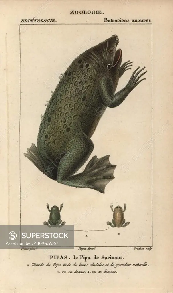 Surinam toad, Pipa, le pipa de Surinam, Pipa pipa. Handcoloured copperplate stipple engraving from Jussieu's "Dictionnaire des Sciences Naturelles" 1816-1830. The volumes on fish and reptiles were edited by Hippolyte Cloquet, natural historian and doctor of medicine. Illustration by J.G. Pretre, engraved by Prudhon, directed by Turpin, and published by F. G. Levrault. Jean Gabriel Pretre (1780~1845) was painter of natural history at Empress Josephine's zoo and later became artist to the Museum of Natural History.